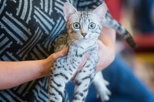 Auginate šunį arba katę? Šiuos dalykus privaloma žinoti kiekvienam