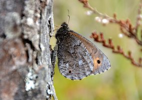 Atokiame pelkyne aptiktas Lietuvoje itin retas drugelis