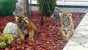 Neįtikėtina: klaipėdietės tigrus augino namo kieme
