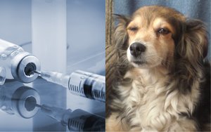 Veterinaro elgesys šokiravo kaunietę: „Tokio siaubo gyvenime neturėjau“