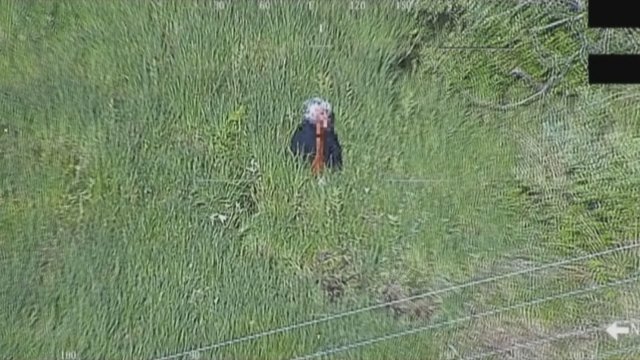 Sraigtasparnio įgula aptiko žolėje sėdinčią senolę, kurios ieškota 3 dienas