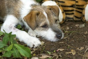 Sadistas Rokiškyje šunį ir katę švystelėjo iš ketvirto aukšto