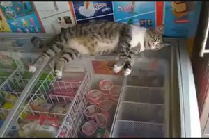 Ar tai gali būti pats blogiausias ledų pardavėjas?