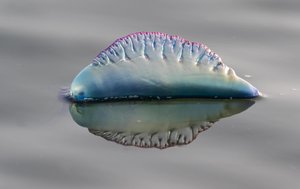 Lietuvių pamėgtuose Maljorkos paplūdimiuose uždrausta maudytis dėl nuodingų gyvių