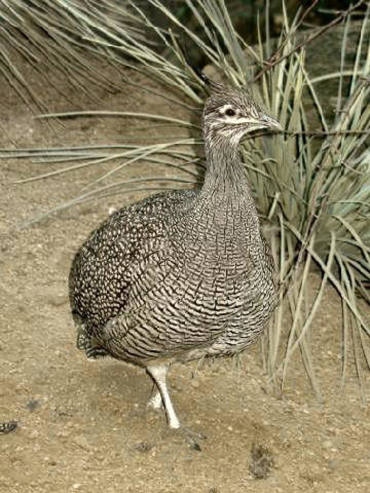  Kuoduotasis tinamas - vienas iš tinaminių šeimos paukščių.<br> Wikimedia Commons