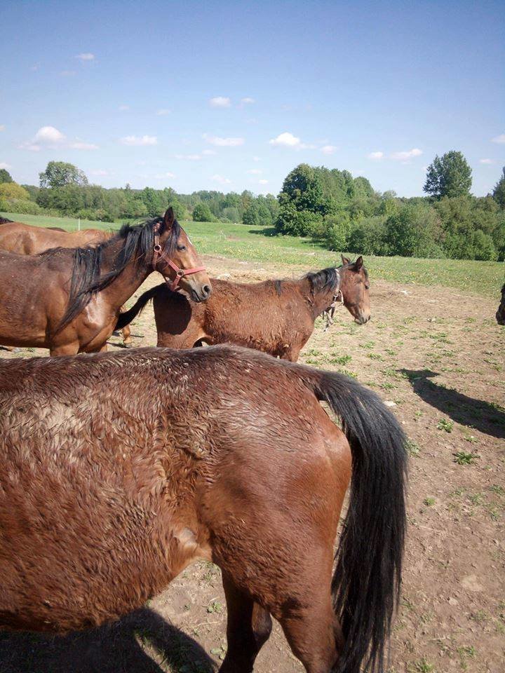 Ūkyje aptikti apleisti žirgai, arkliai, poniai bei kiti gyvūnai.<br> zga.lt nuotr.