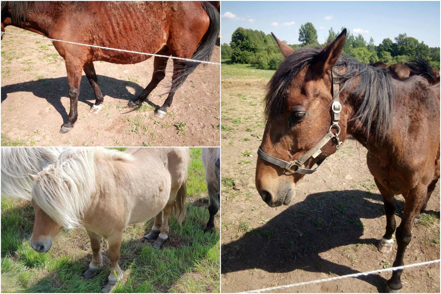 Ūkyje aptikti apleisti žirgai, arkliai, poniai bei kiti gyvūnai.