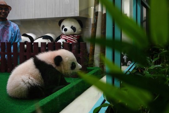 Malaizijos zoologijos sode pirmą kartą parodyta čia gimusi didžioji panda