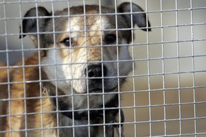 Už žiaurų elgesį su gyvūnais du Seimo nariai siūlo uždrausti juos laikyti