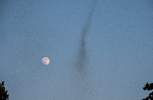 Dzūkijoje prasidėjo kova su kraujasiurbiais vabzdžiais