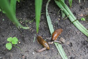 Labai paprastas būdas, kaip apsaugoti sodą nuo šliužų