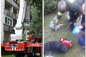 Iš vamzdžio traukė šunį, iš po vonios – katiną, o iš griovio – karvę