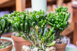 Lyg ir nesvarbi smulkmena, tačiau ji garantuos jūsų kaktusų klestėjimą