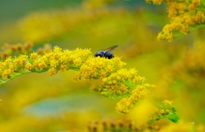 Klimatologas pasakė, kokių orų tikėtis birželį ir liepą