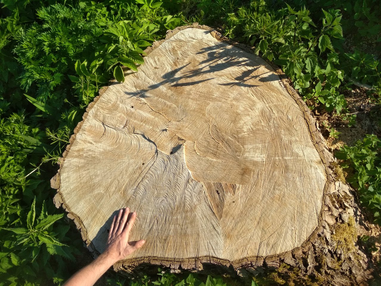  Jaunimas išpjautus medžius pagerbė ypatingu gestu.<br>Autorės nuotr.