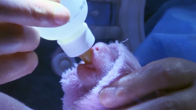 Kinijoje pirmą kartą šiais metais gimė du pandos dvynukai