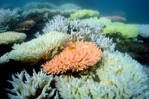 Didysis barjerinis rifas Australijoje keliskart vos nesunyko