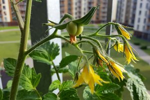 Negalvojau, kad taip paprasta – sukurti tobulą savo pomidoro veislę