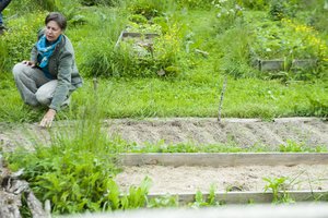 Vilnietės daržo nereikia nei ravėti, nei tręšti, o derlius – stulbinamas