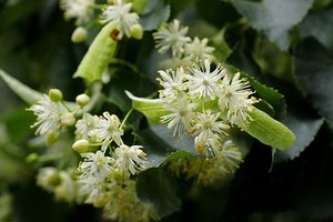 Šiųmečiai gamtos siurprizai netikėti ir mokslininkams