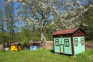 Bitininkauti gali visi – net nustebsite, kokie nesudėtingi reikalavimai