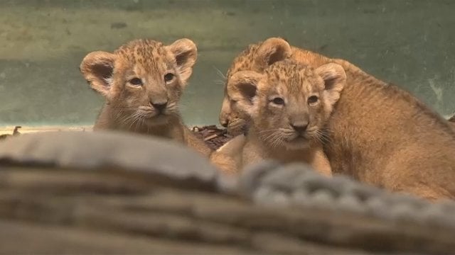 Zoologijos sodas Vokietijoje pirmą kartą parodė trynukus liūtų mažylius