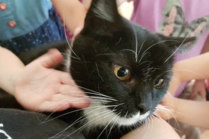 Ką svarbu žinoti vaikų turinčiai šeimai, norinčiai augintinio?