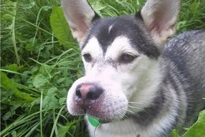 Šunys ir katės, pasigailėję savo sprendimo medžioti bites