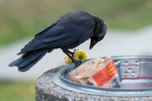 VMVT vadovas: paukščių gripo pavojus sumažėjo