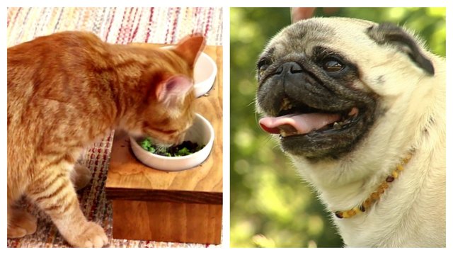 Veterinarai perspėja: neverskite šunų ir kačių vegetarais 