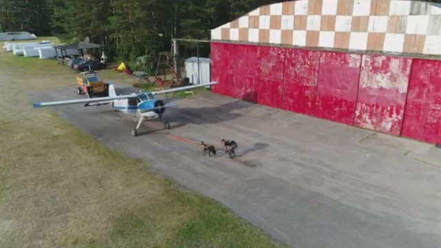 Vaizdas, kurio dar tikrai nesate matę: lietuvio šuo tempia lėktuvą