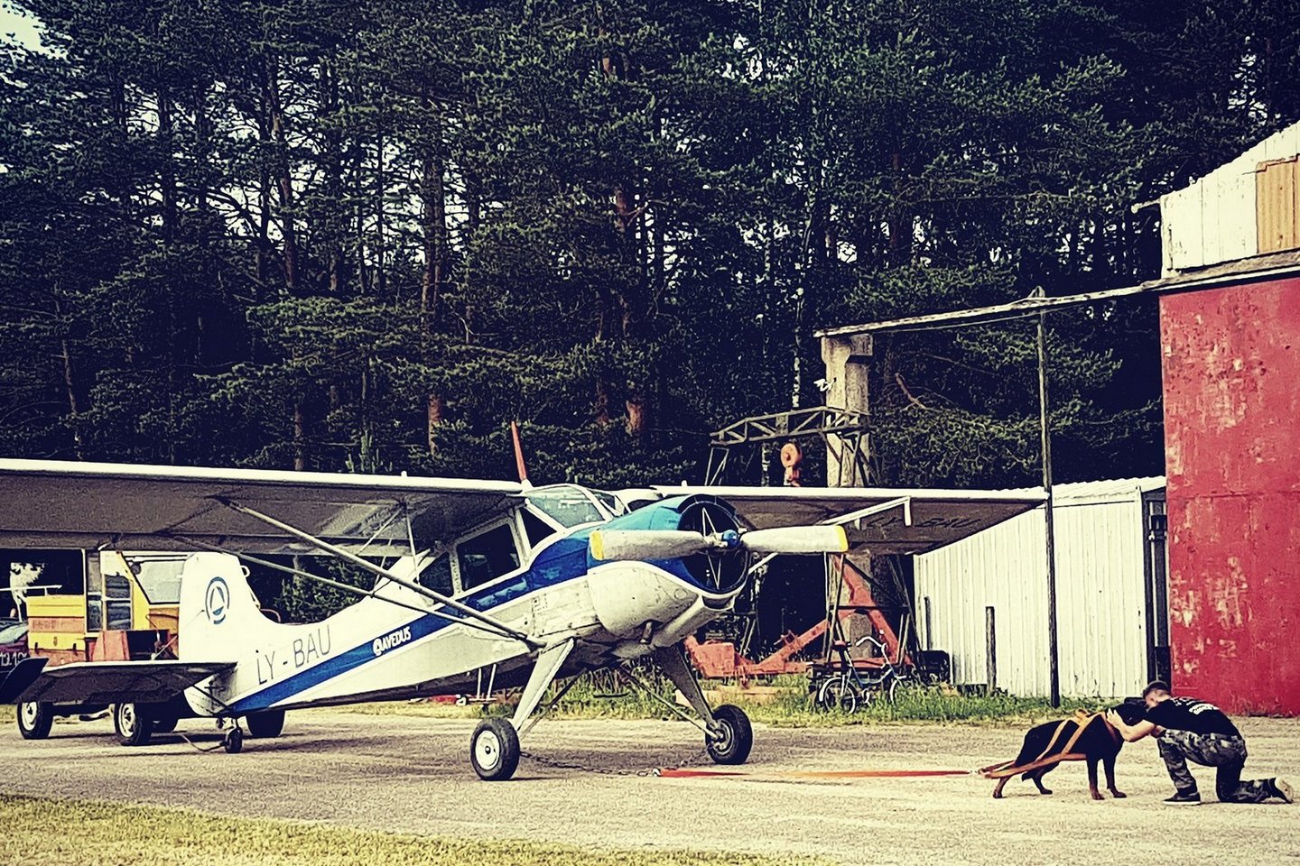  Šeštadienį Paluknio aerodrome minia smalsuolių stebėjo neįtikėtiną reginį – jaunas šuo Maksas tempė lėktuvą.