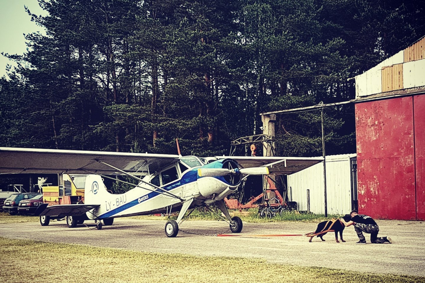  Šeštadienį Paluknio aerodrome minia smalsuolių stebėjo neįtikėtiną reginį – jaunas šuo Maksas tempė lėktuvą.