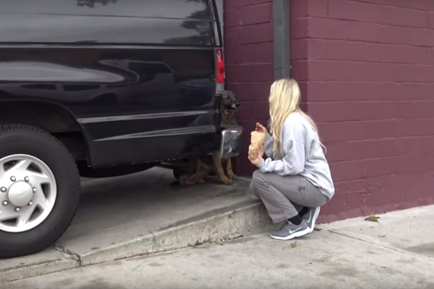 Net ir patyrusiai gelbėtojai L.Frankonytei sunkiai sekėsi pelnyti išsigandusio šuns pasitikėjimą.<br> Stop kadras