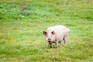 Kiaulių maras šiemet pirmą kartą nustatytas nedideliame ūkyje