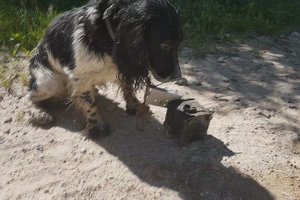 Aiškėja, kas ir kodėl galėjo bandyti nuskandinti šunį, parišę po kaklu geležį