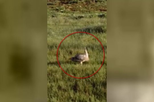 Laukuose užfiksavo įspūdingą paukščio šokį – toks vaizdas matomas ne kasdien 