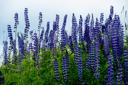 Žydinti vasara: lubinus leidžia skinti į valias, kitų augalų geriau neliesti