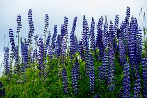 Žydinti vasara: lubinus leidžia skinti į valias, kitų augalų geriau neliesti