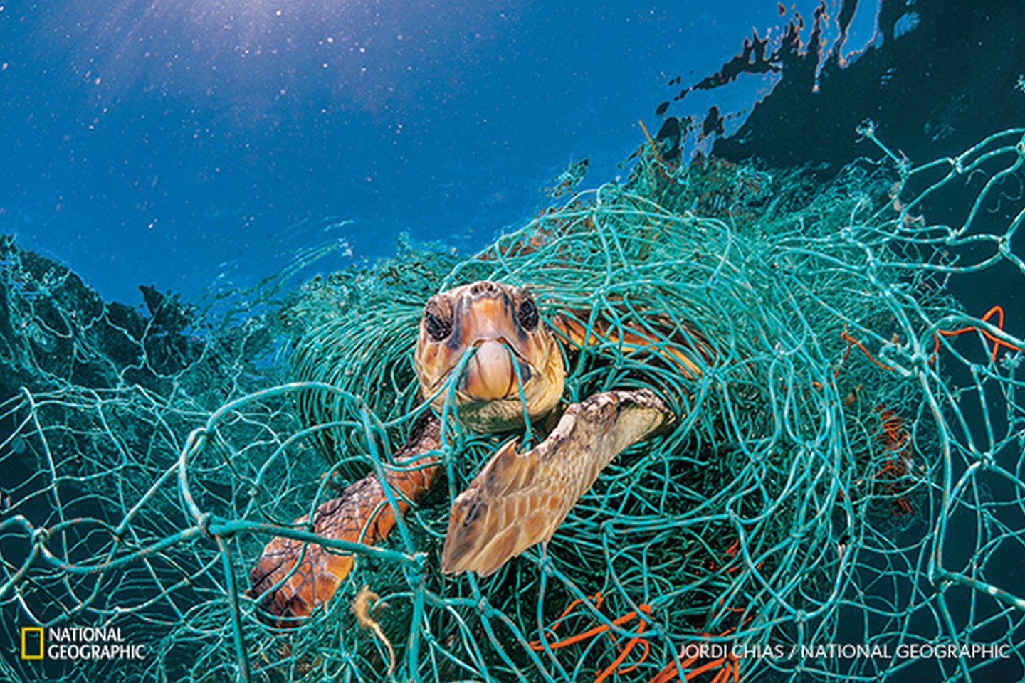 Logerhedas, įsipainiojęs į seną plastikinį žvejybinį tinklą Viduržemio jūroje prie Ispanijos krantų. Vėžlys pajėgė kvėpuoti ištempęs kaklą virš vandens, bet jei fotografas nebūtų jo išlaisvinęs, laikui bėgant gyvūnas būtų nugaišęs.<br>„National Geographic Lietuva“ nuotr.