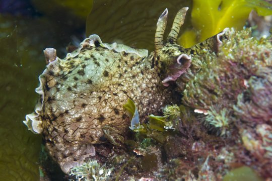 Mokslininkai sėkmingai perkėlė vienos sraigės atmintį kitai