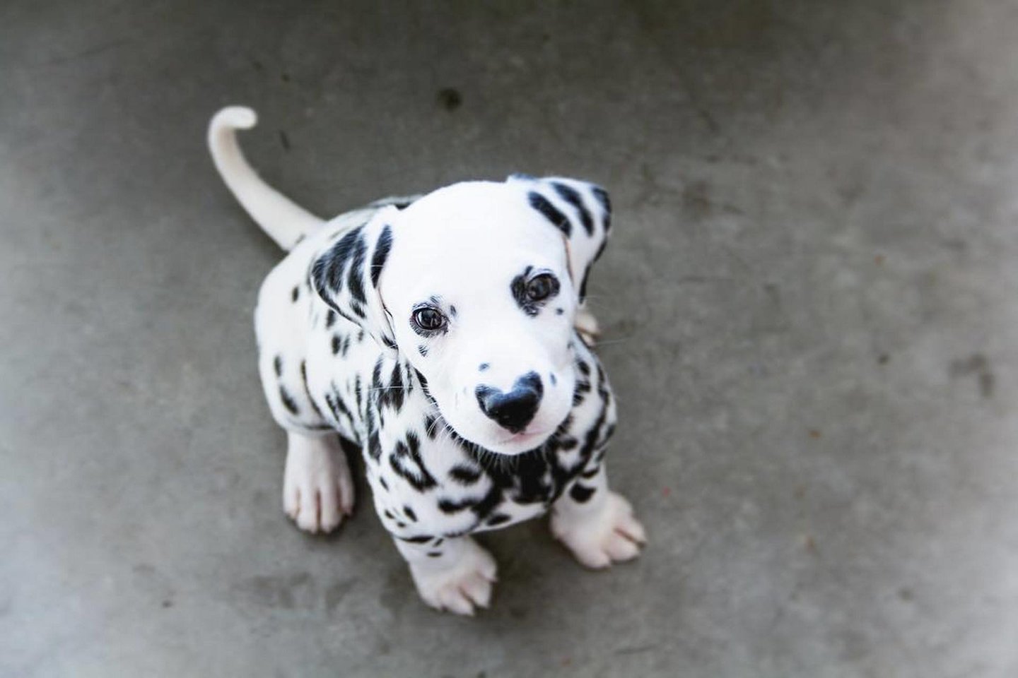  Šuniuką išgarsino širdelės formos žymė ant jo nosies.<br> Instagram.com/hi.wiley nuotr.