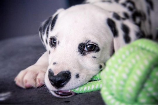 Šuniukas tapo „Instagram“ žvaigžde dėl ypatingos žymės