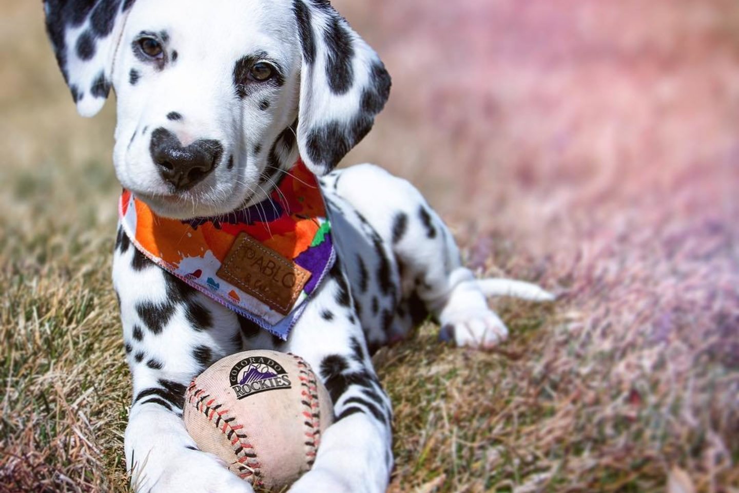  Šuniuką išgarsino širdelės formos žymė ant jo nosies.<br> Instagram.com/hi.wiley nuotr.