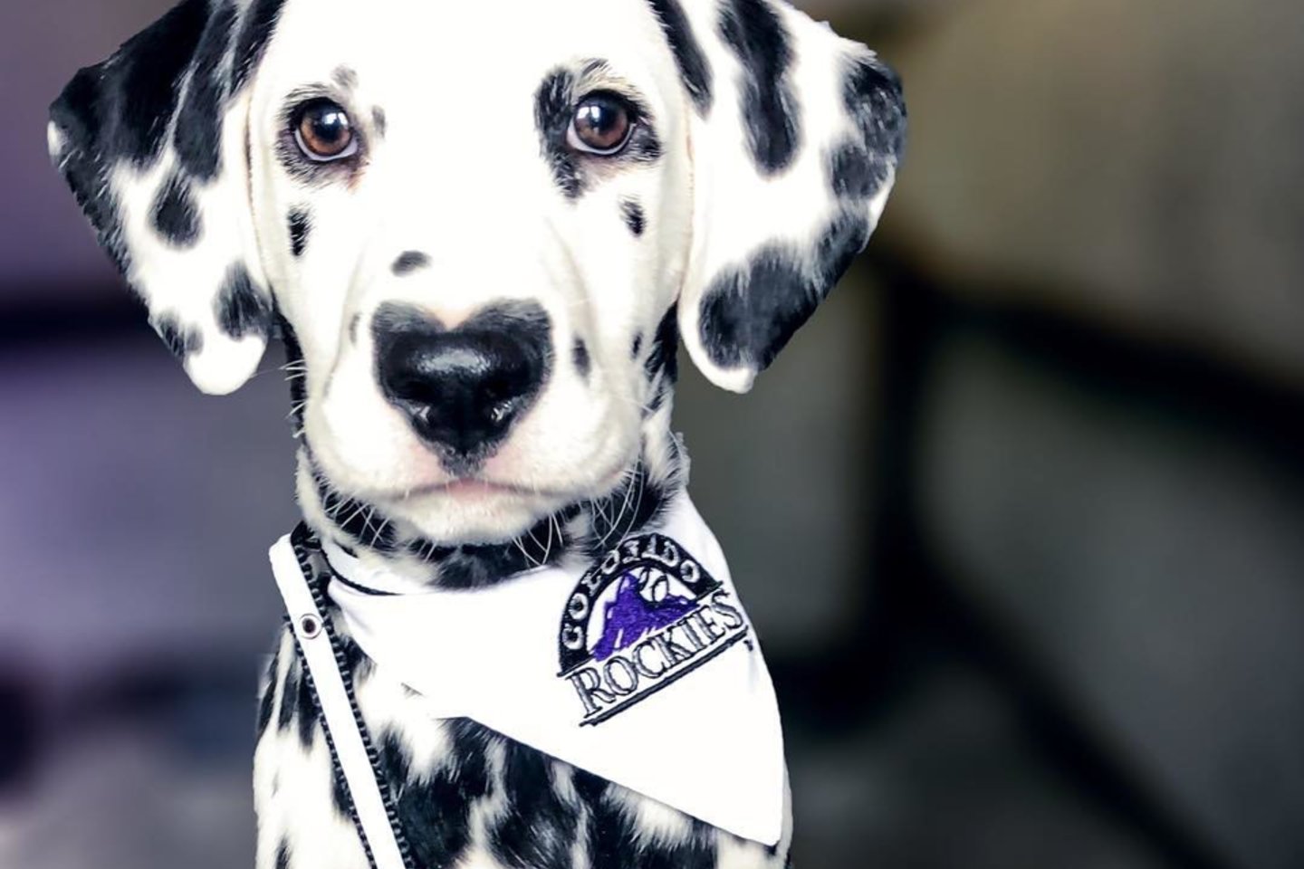  Šuniuką išgarsino širdelės formos žymė ant jo nosies.<br> Instagram.com/hi.wiley nuotr.