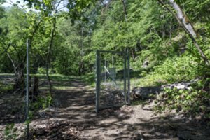 Verkių parke – medžių kirtimo detektyvas