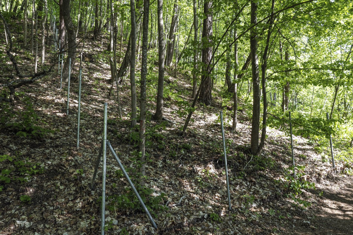 Kas kirto mišką už šios sulūžusios tvoros, kuri turėtų saugoti plačialapes klumpaites, - mįslė. <br>V.Ščiavinsko nuotr.