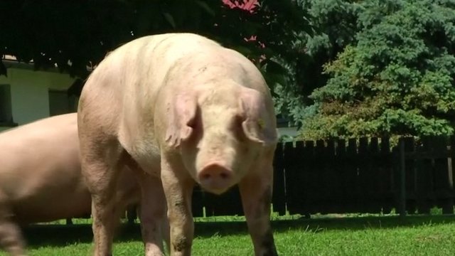 Afrikinis kiaulių maras skverbiasi gylyn į Europą – užkratas įsimetė į Vengriją
