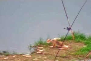 Pasieniečiai nufilmavo vagiliaujančią lapę: daiktų be priežiūros žvejys daugiau niekada nepaliks