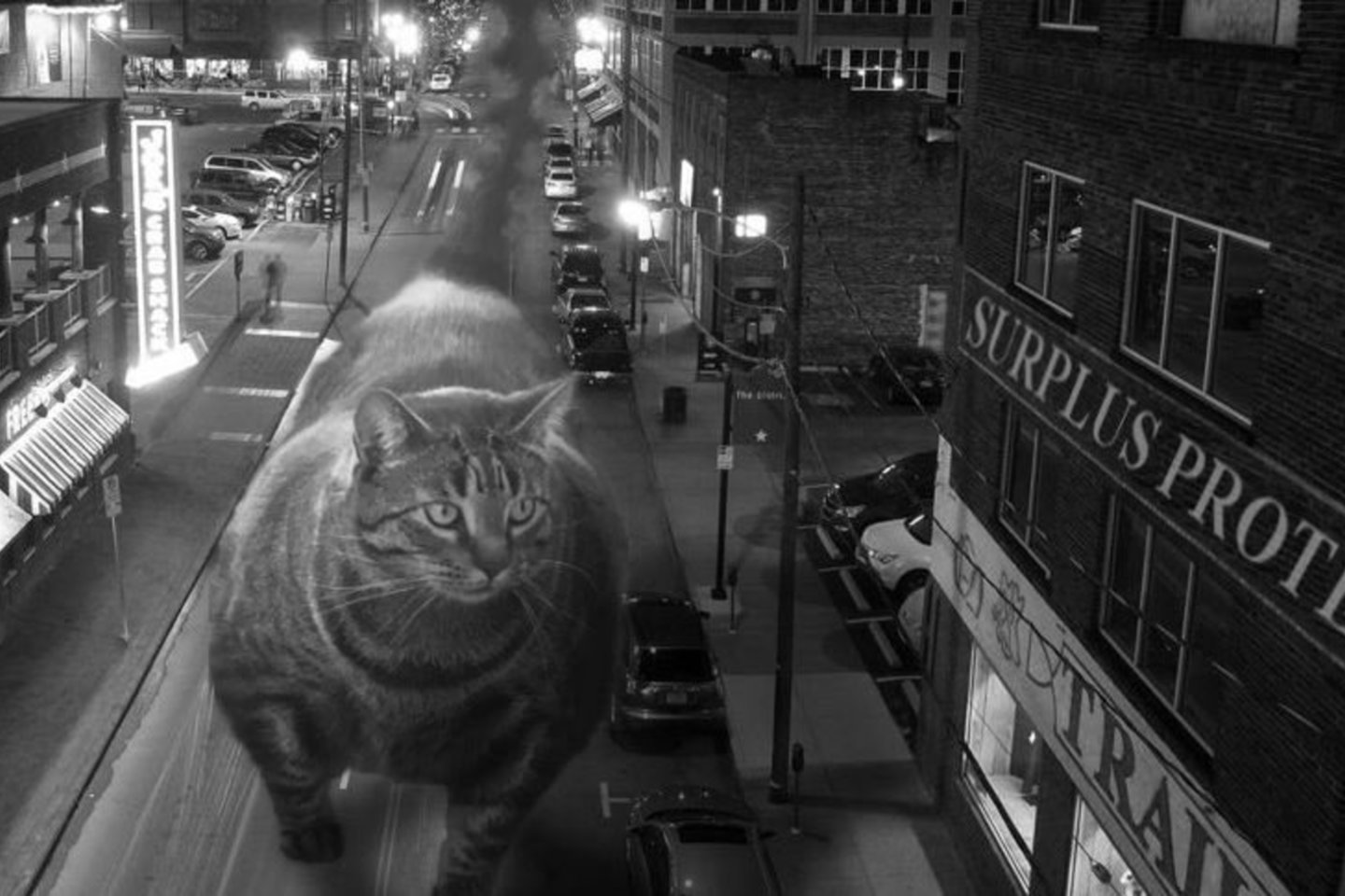  Raumeningasis katinas netrukus tapo ir memų herojumi.<br> Twitter.com/officialbuffcat nuotr. 